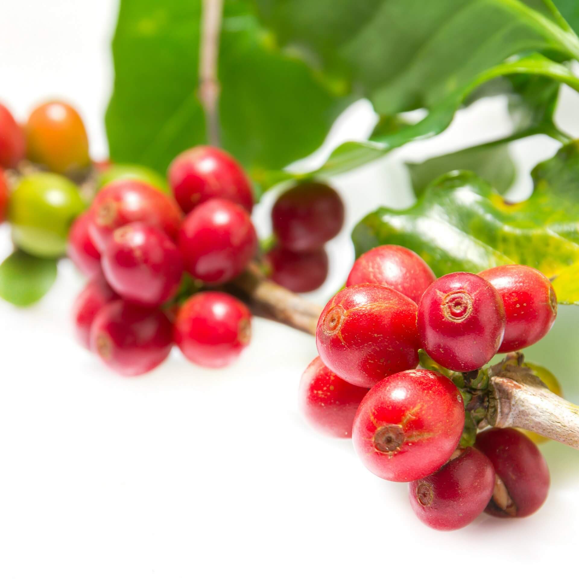 Randomized, double-blind, placebo-controlled, linear dose, crossover study to evaluate the efficacy and safety of a green coffee bean extract in overweight subjects