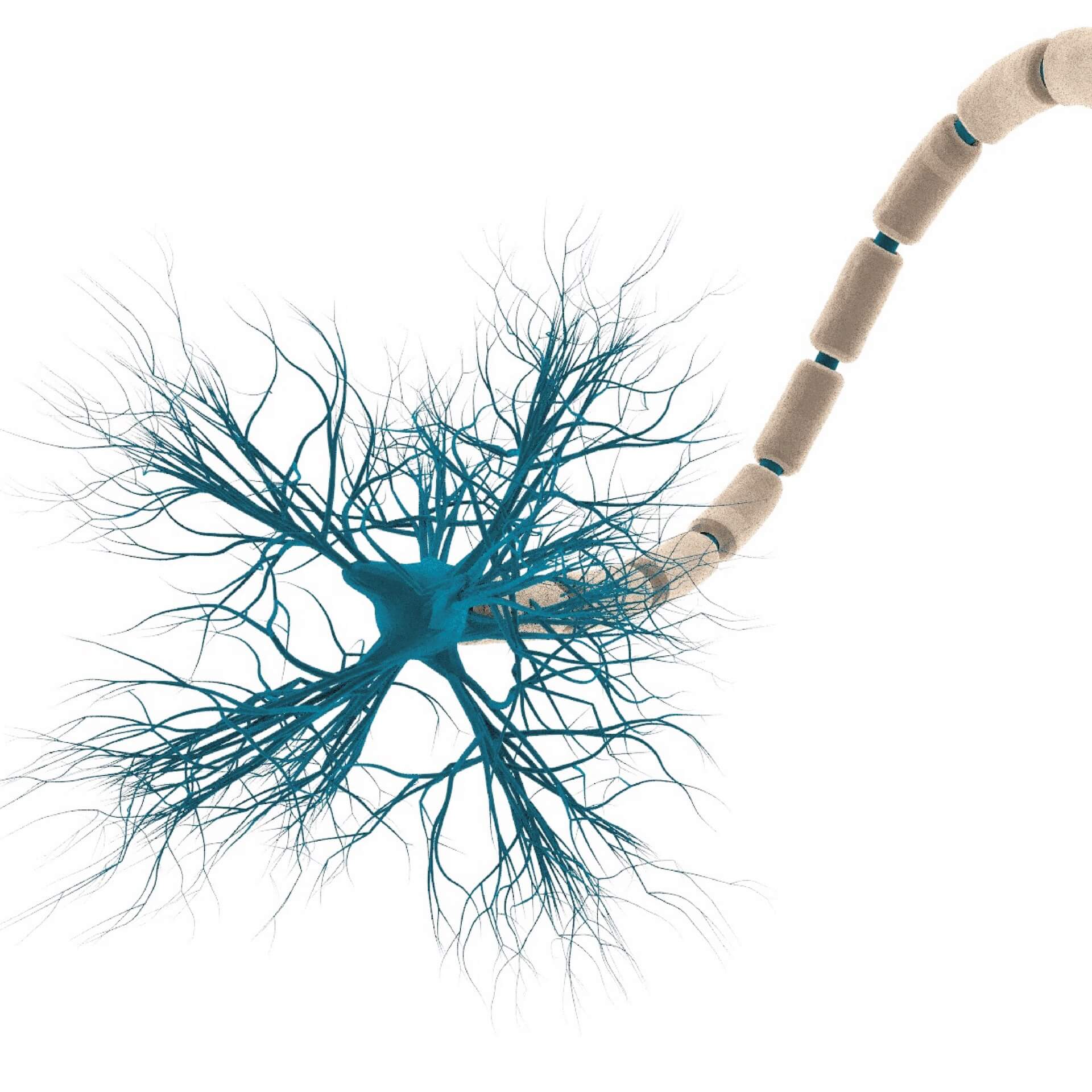 Alpha-lipoic acid as a dietary supplement: Molecular mechanisms and therapeutic potential