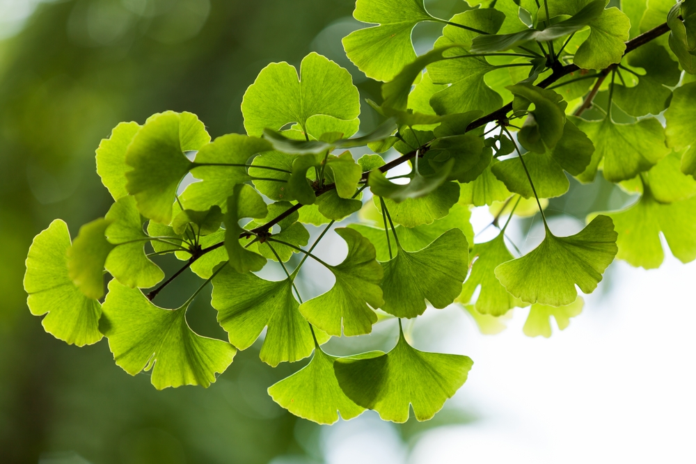 Ginkgo biloba και οι ιδιότητές του
